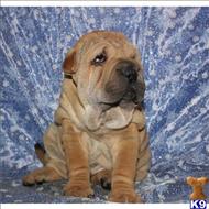 chinese shar pei puppy posted by best Price pups